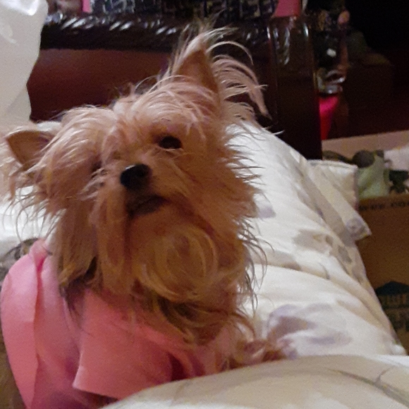 Meet your Posher, Elsa & Nita,and Bella - Picture 5 of 5